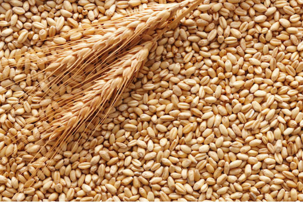 Украина экспортировала 7,3 млн т пшеницы