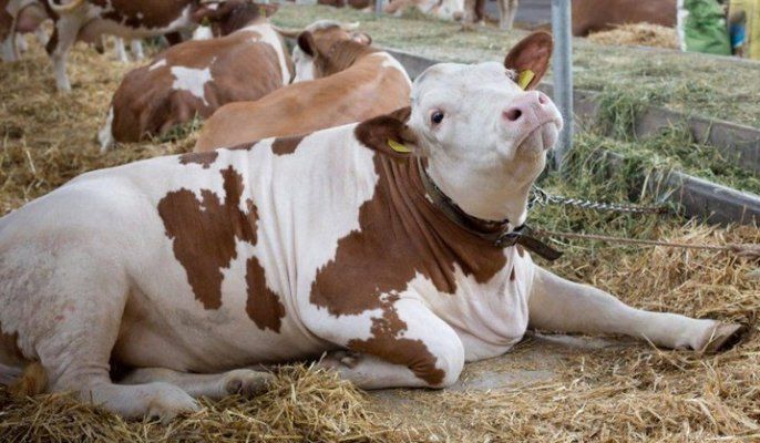 Дотації на утримання ВРХ отримало 8 тис. фермерів Херсонщини